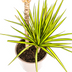 Dracaena Marginata Sunray Ø19cm - Tropisches Flair für Ihr Zuhause Bild 5