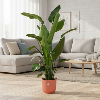 Kombi-Deal - Strelitzia Nicolai inklusive Topf elho Vibes Fold Round rosa Ø30 - 170 cm