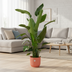 Bundle Deal - Strelitzia Nicolai including pot elho Vibes Fold Round pink Ø30 - 170 cm Bild 2