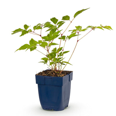 Green boutiQ - Perennial - Astilbe (J) Europe - False Spirea - Shade - Pink - 1 Plant - 11cm Pot - 15-25cm Height