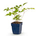Green boutiQ - Staude - Astilbe (J) Europa - Prachtspierea - Schatten - Rosa - 1 Pflanze - Topf 11cm - Höhe 15-25cm Bild 1