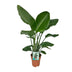 Strelitzia Nicolai - Paradiesvogelpflanze - Ø19cm - ↕90cm Bild 1