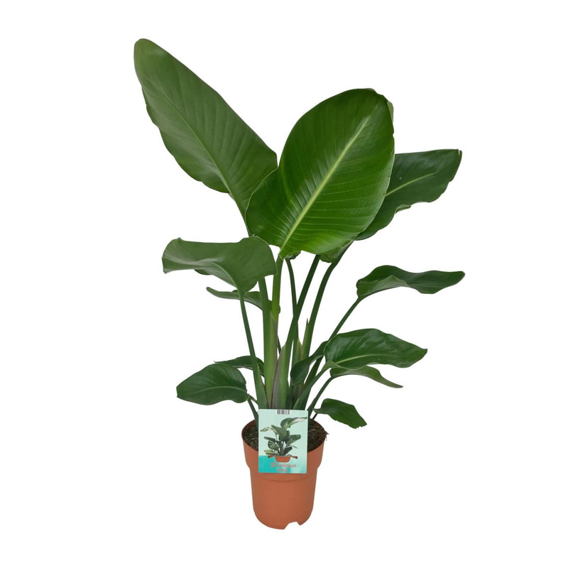 Strelitzia Nicolai - Paradiesvogelpflanze - Ø19cm - ↕90cm