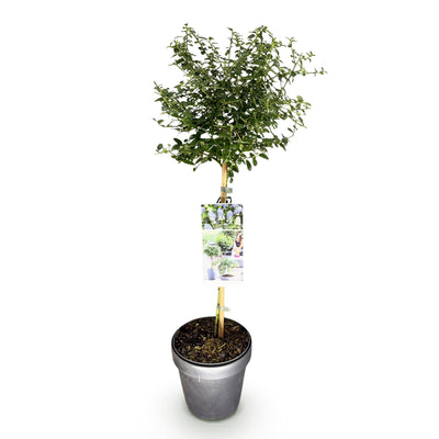 GreenboutiQ Ceanothus thyrsiflorus Repens Stamm-Pflanze, Lila Blüte