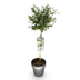 GreenboutiQ Ceanothus thyrsiflorus Repens Stamm-Pflanze, Lila Blüte Bild 2