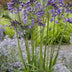Agapanthus 'Poppin Purple' im 19cm Topf - Lila Blütenpracht Bild 4