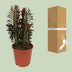 Euphorbia Trigona Rubra (Afrikanischer Milchbaum) - Ø12cm Topf, 40cm Höhe Bild 4