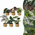 6x Baby Alocasia Familie: Rot, Grün, Schwarz, Silber, Grau Bild 1