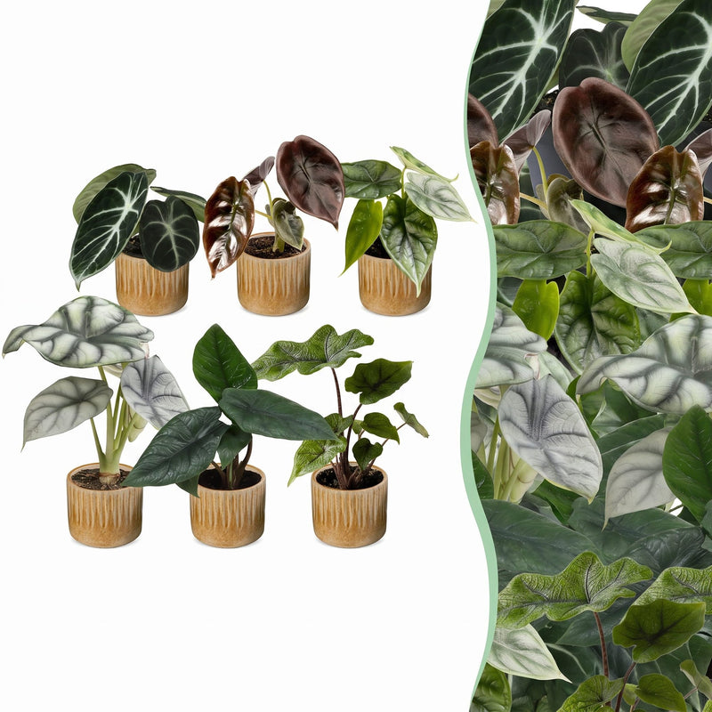 6x Baby Alocasia Familie: Rot, Grün, Schwarz, Silber, Grau