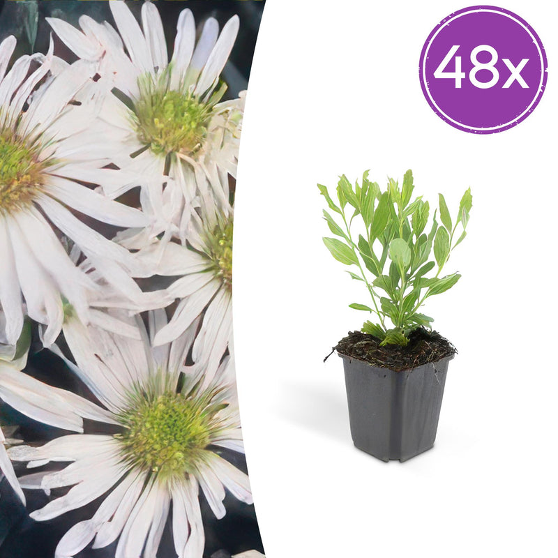 48x Aster ageratoides 'Ashvi' - 10-25cm - Ø9cm Topf