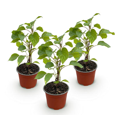 Hydrangea arborescens Annabelle Bauernhortensie - 3 Pflanzen