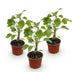 Hydrangea arborescens Annabelle Bauernhortensie - 3 Pflanzen Bild 2