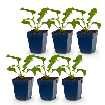 Green boutiQ - Stauden - Echinacea purp. Alba - Sonnenhut - Bienen- und Schmetterlingszieher - Weiß - 6 Pflanzen - Topf 11cm - Höhe 15-25cm
