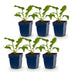 Green boutiQ - Stauden - Echinacea purp. Alba - Sonnenhut - Bienen- und Schmetterlingszieher - Weiß - 6 Pflanzen - Topf 11cm - Höhe 15-25cm Bild 2