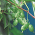 Kiwifruit 'Issai' - Self-pollinating, 2 plants, 15cm pot Bild 5