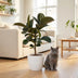 Gummibaum Ficus Elastica Cloe, 65cm, inkl. weißem Übertopf Bild 5