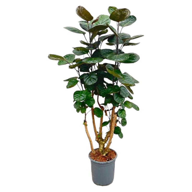 Polyscias Fabian, 130 cm, Ø27 – Easy-care Houseplant with Splendid Foliage