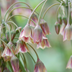 30x Allium Siculum - Sizilianischer Honigknoblauch - Rot - Sommerblüher - Zwiebelgröße 8/10 Bild 1