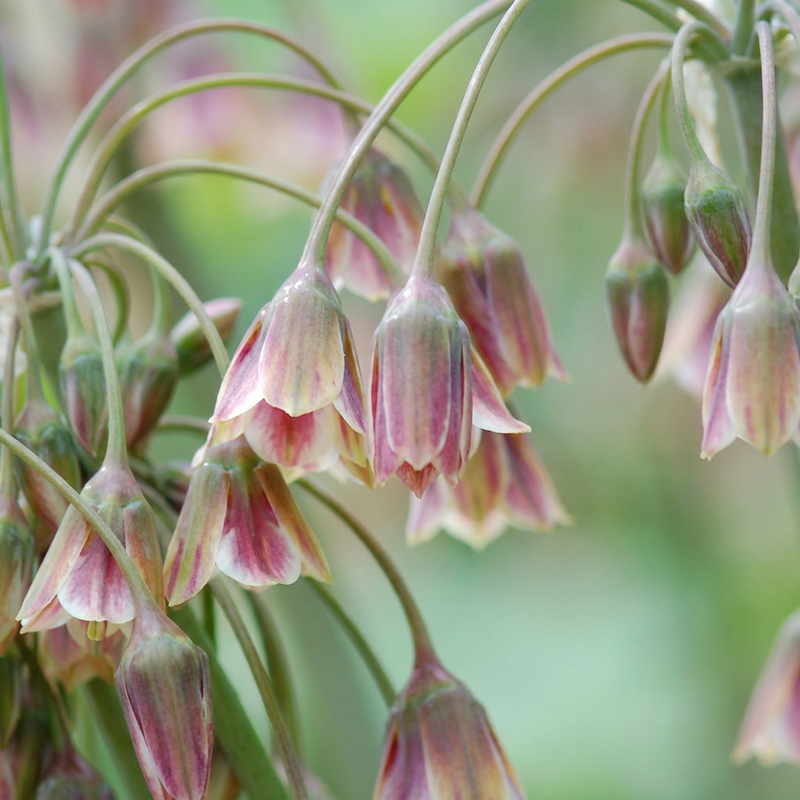30x Allium Siculum - Sizilianischer Honigknoblauch - Rot - Sommerblüher - Zwiebelgröße 8/10