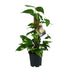 Scindapsus Epipremnum: Hängepflanze im Ø15cm Topf, ↕50cm Bild 1