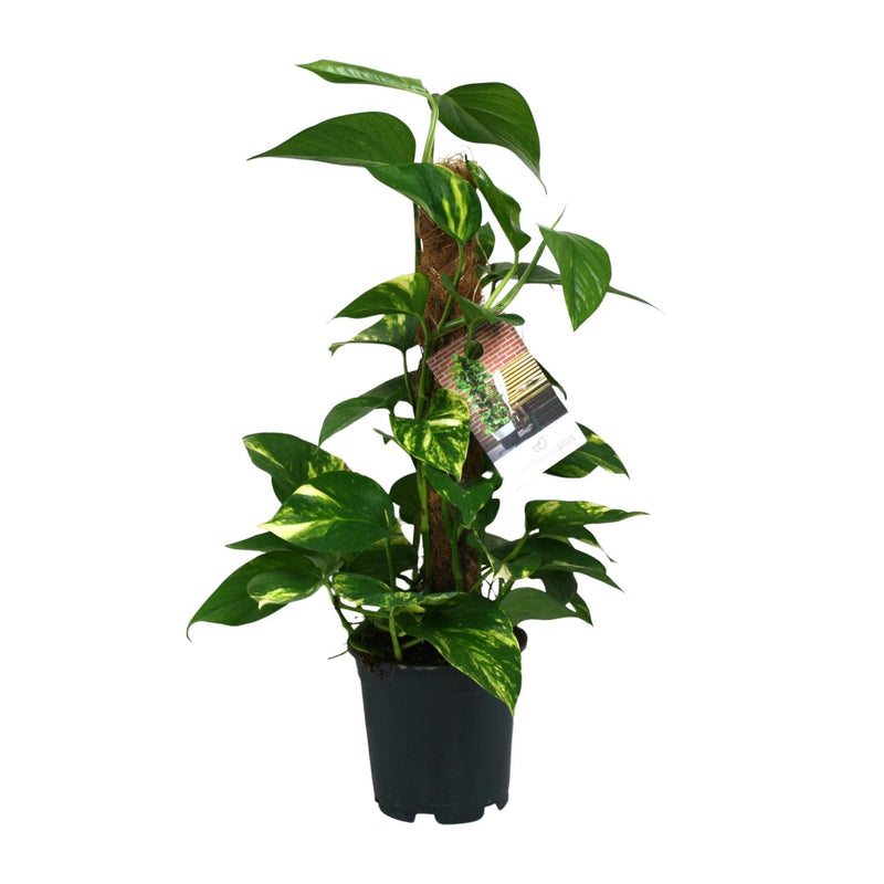 Scindapsus Epipremnum: Hängepflanze im Ø15cm Topf, ↕50cm
