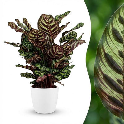 Calathea Makoyana: Exotische Pfauen-Korbmarante mit weißem Topf