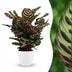 Calathea Makoyana: Exotic Peacock Plant with White Pot Bild 1