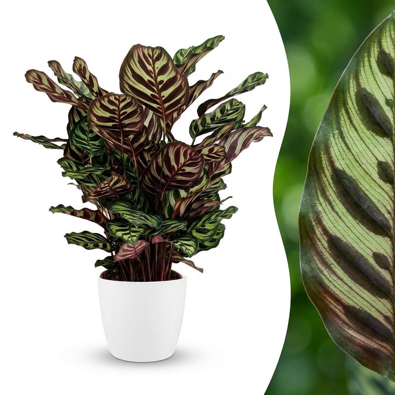 Calathea Makoyana: Exotic Peacock Plant with White Pot