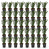 Green boutiQ - 40x Taxus baccata - Eibe - Heckenpflanzen - Immergrün - Grün - Topf 9cm - Höhe 20-30cm Bild 3