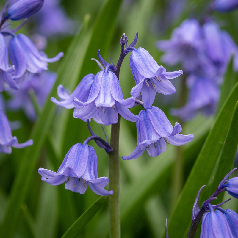 160x Englische Blaue Glockenblume (Hyacinthoides non Scripta) Zwiebeln
