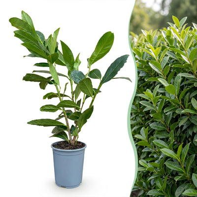Green boutiQ - 24x Prunus laur. Caucasica - Lorbeer-Kirsche - Heckenpflanzen - Immergrün - Grün - Topf 9cm - Höhe 25-35cm