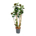 Polyscias Fabian XXL - Lush Houseplant, 150cm, ⌀30 Bild 1
