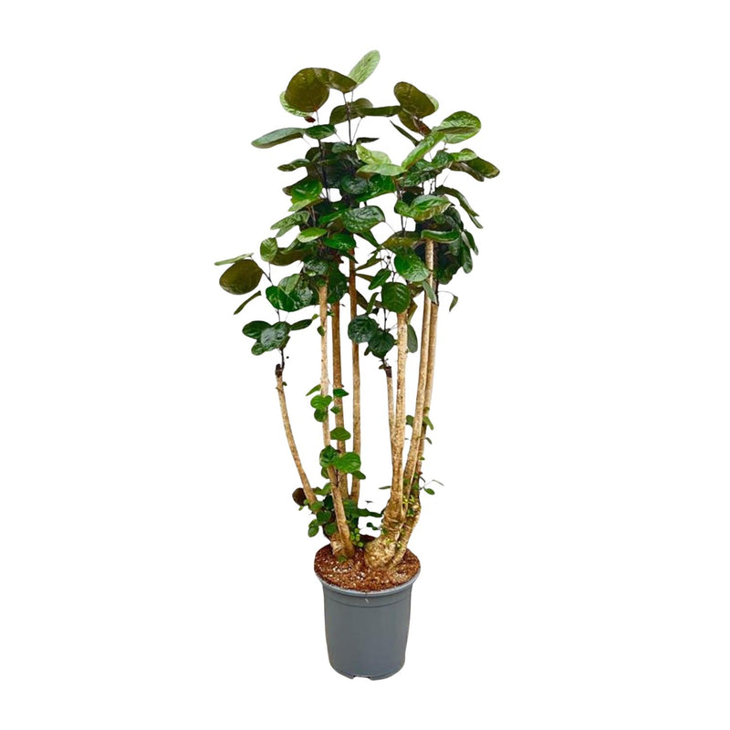 Polyscias Fabian XXL - Lush Houseplant, 150cm, ⌀30