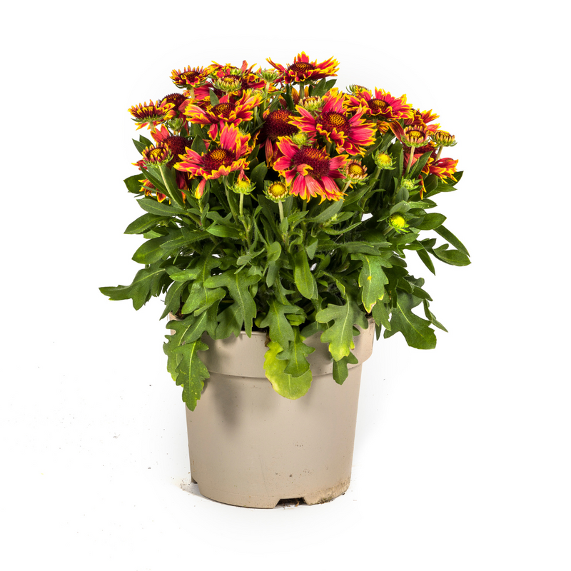 Gaillardia aristata Ø19cm, 40-50cm: Leuchtende Blütenpracht für Ihren Garten
