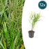 12x Japanisches Waldgras (Hakonechloa macra) Ø9cm Bild 1