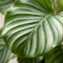 Calathea Orbifolia with pot (65 cm) Bild 3