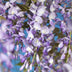 GreenboutiQ Blauregen 'Prolific' - Duftende blaue Blüte, 1 Pflanze Bild 4