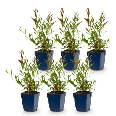 Green boutiQ - Perennials - Gaura lindh. Florgauros - Beeblossom - Bee and Butterfly Magnets - Pink - 6 Plants - 11cm Pot - 15-25cm Height