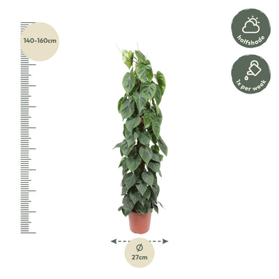 Philodendron Scandens Mosstok – 150 cm – Ø27