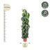 Philodendron Scandens Mosstok – 150 cm – Ø27 Bild 2