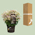 Hydrangea pan. '(S)witch Ophelia' Ø19cm - 25cm Bild 4