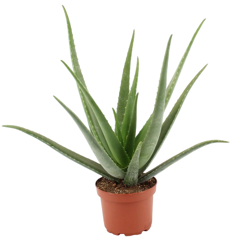 Aloe Vera Pflanze Ø19cm, 70cm hoch – pflegeleicht & dekorativ