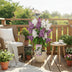 Syringa 'Violet Uprising' - Duftender Flieder im 19cm Topf, 35cm hoch Bild 3