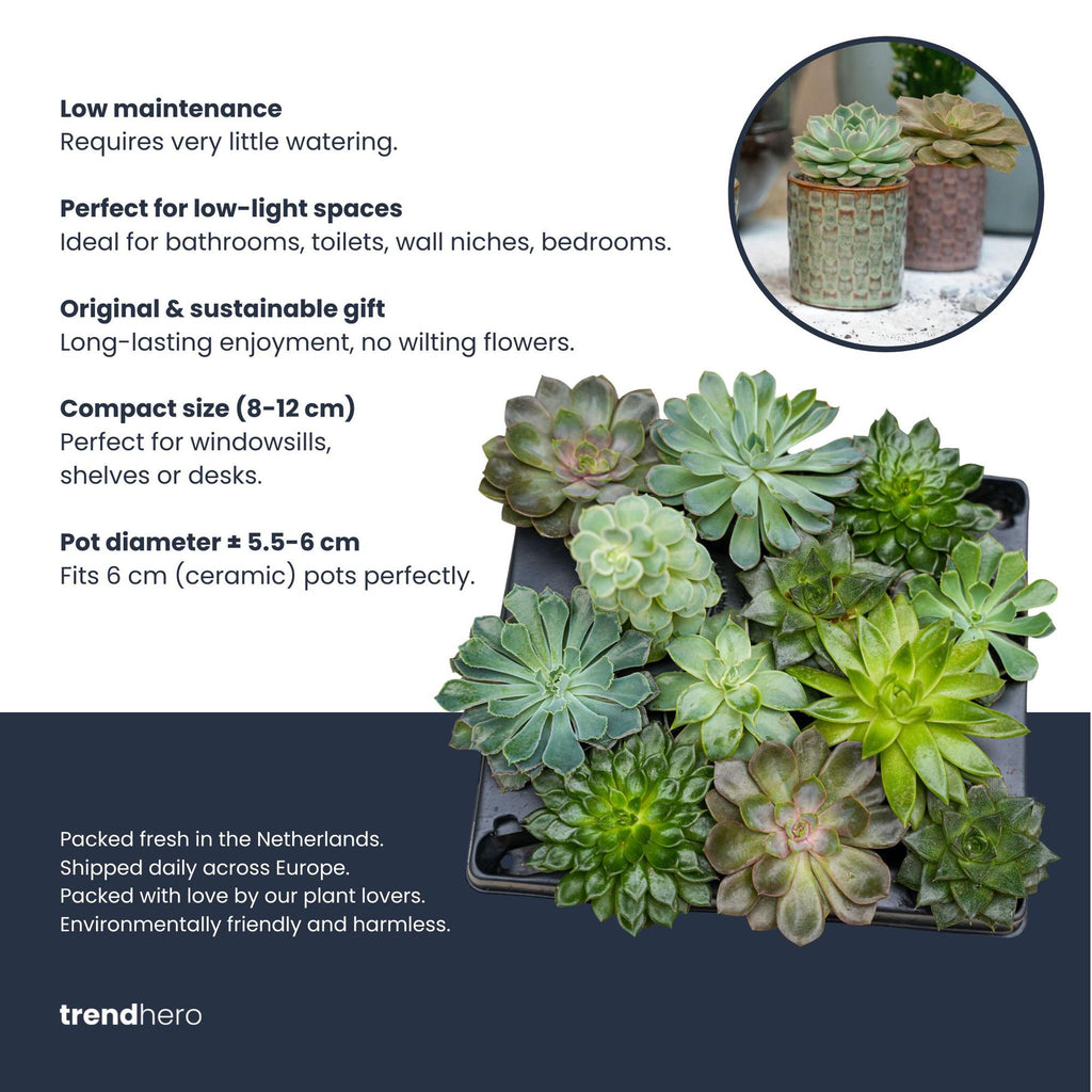 Set of 12 -  Succulent Mix Set - Assorted Succulents in 6 cm Pots (8–12 cm high)