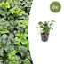6x Pachysandra 'Green Sheen' Bodendecker, 10-25cm Bild 1