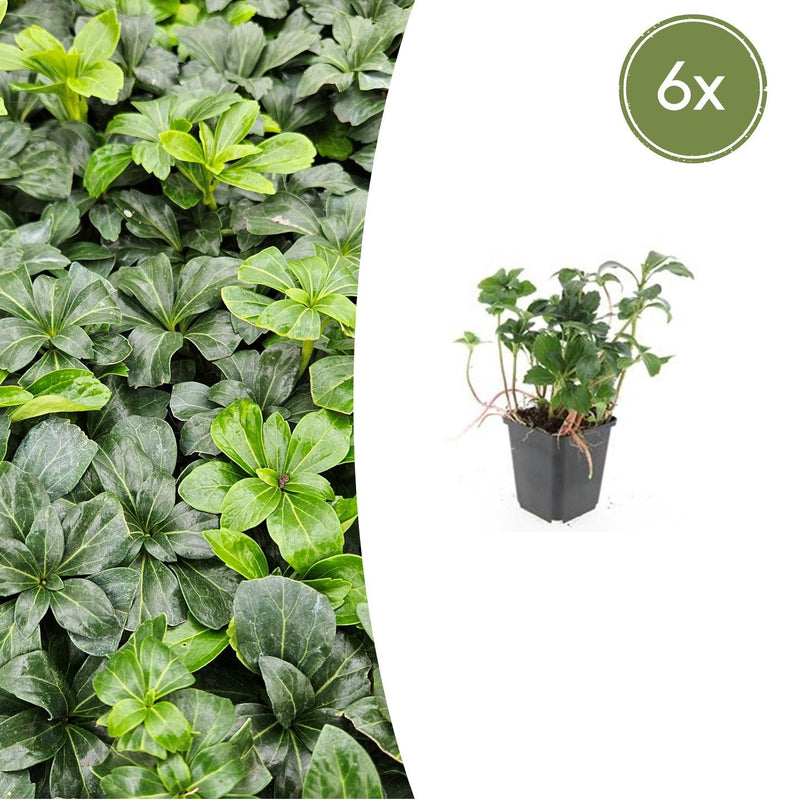6x Pachysandra 'Green Sheen' Bodendecker, 10-25cm