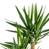 Yucca Elephantipes Verzweigt, Topf Ø24cm, 80-100cm Bild 3