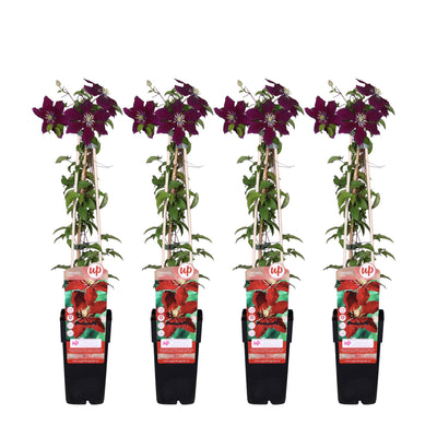 Clematis Niobe, rote Blüten, ↨65cm, Topf Ø15, 4 Stück