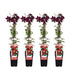 Clematis Niobe, red flowers, ↨65cm, pot Ø15, 4 pieces Bild 1