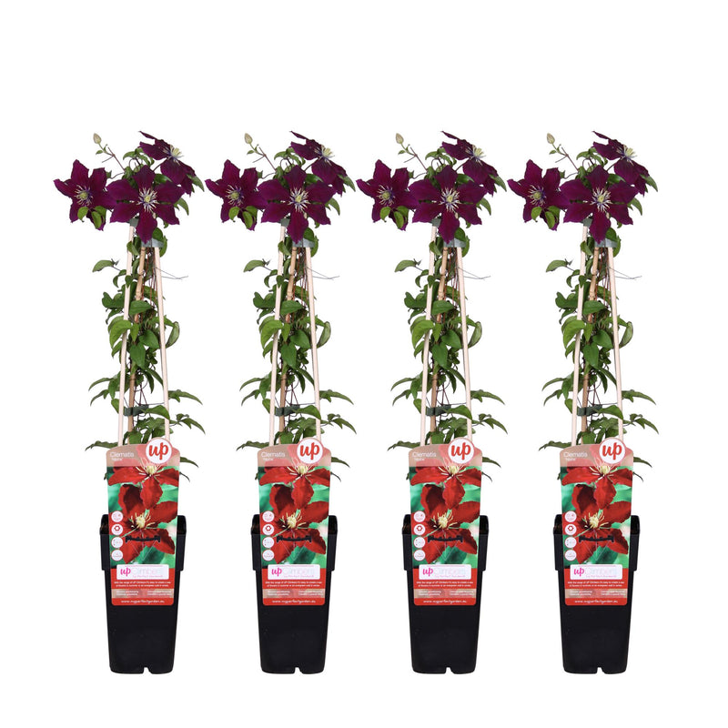 Clematis Niobe, red flowers, ↨65cm, pot Ø15, 4 pieces